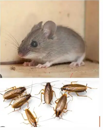 Britex Pest Control, View more