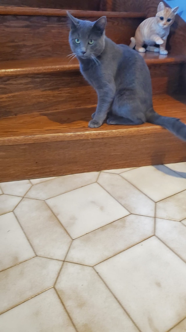 Russian Blue cat for sale Chats et chatons à adopter Ville de