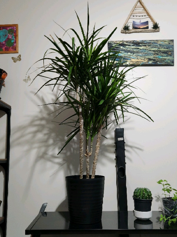 Yucca tree Home Décor & Accents Calgary Kijiji