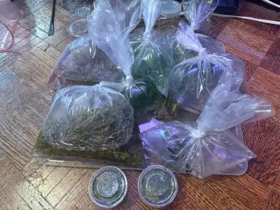 big bundle $40 or red cherry shrimps exchange, View more