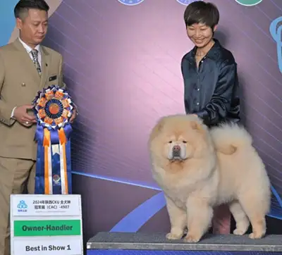 Champion bloodline chow chow puppy, View more
