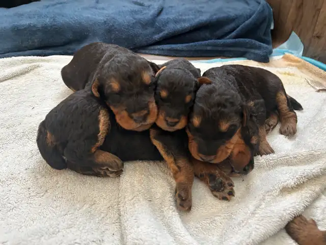✨CKC REGISTERED AIREDALE TERRIER PUPPIES ✨ in Dogs & Puppies for Rehoming in Markham / York Region - Image 7