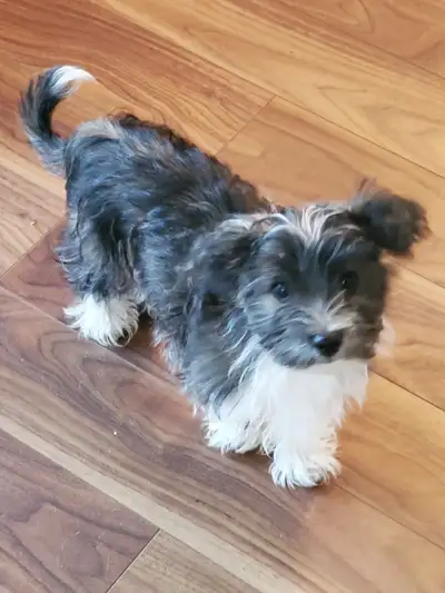 Yorkie cross Coton de tulear Loves kids., View more