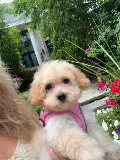 Female Toy Poodle Puppies, View more