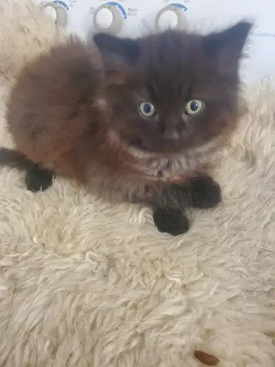 Mignon petit chatons, View more