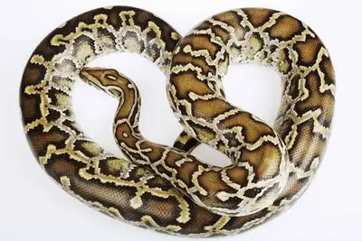 Looking for female Burmese Python Perferably with some size! Shoot me a message!