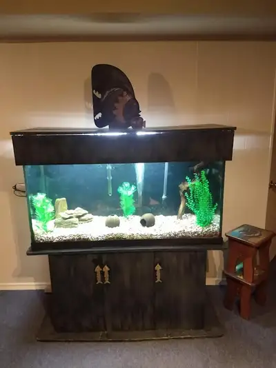 Aquarium a vendre avec toute l'équipement inclus 500 $, View more