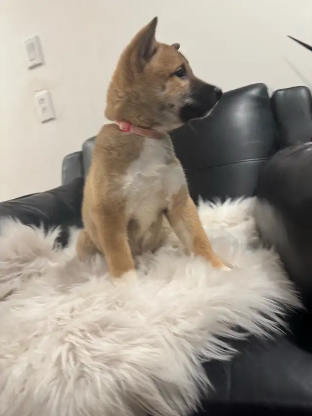 Shiba inu pure race pur bred in Dogs & Puppies for Rehoming in City of Montréal - Image 3