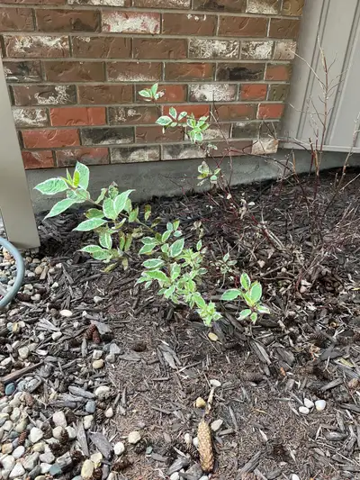 These two shrubs are looking for a new home and might make a comeback if they have a chance. They ha...
