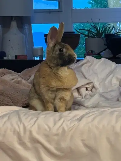 Sweet bunny needs a forever home, View more