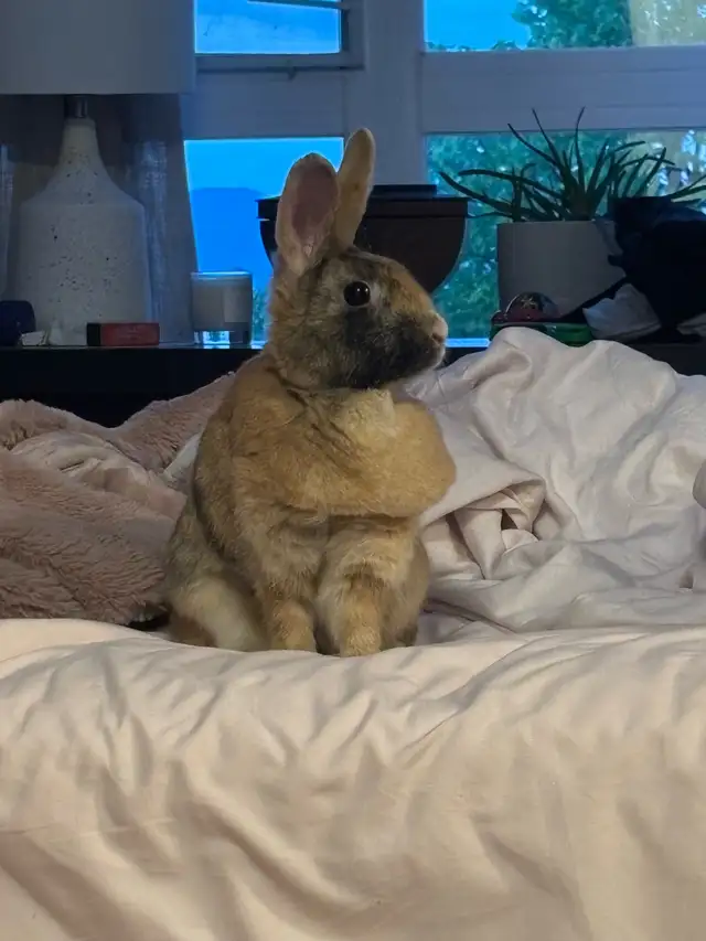 Sweet bunny needs a forever home in Small Animals for Rehoming in Delta/Surrey/Langley - Image 2