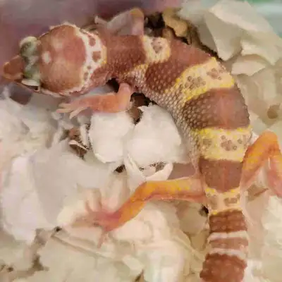 baby leopard geckos, View more