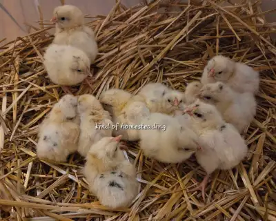 Deathlayer x Leghorn chicks, View more
