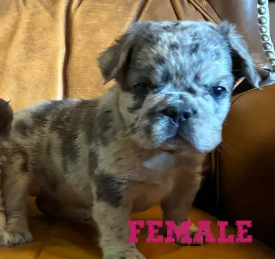 Exotic Fluffy French Bulldogs CKC, View more