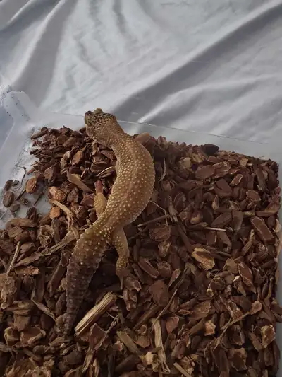 Im downsizing my collection and want to rehome this leopard gecko. Adult female, healthy, handleable...