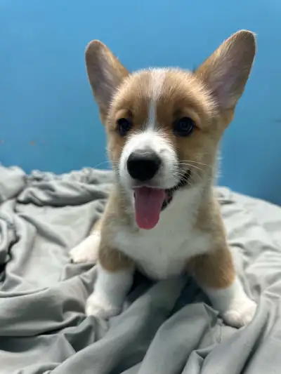 Purebred Pembroke Welsh Corgi Puppies, View more