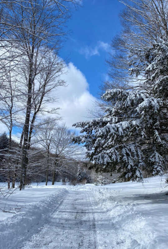 Cozy Rustic Cabin for Rent in Ontario - Image 4