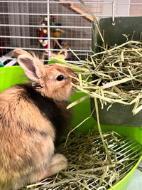 Baby bunny Netherland dwarf/lion head