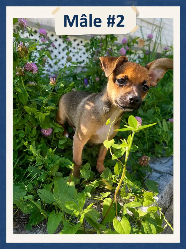 ♥️Chiots X Jack Russell x Chihuahua in Dogs & Puppies for Rehoming in Laurentides - Image 5
