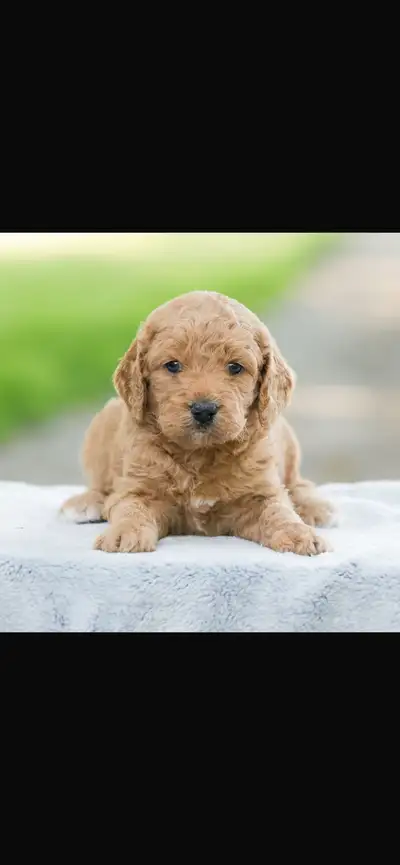 golden doodle puppies, View more