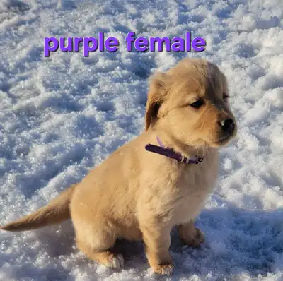 Golden Retriever Puppies (purebred bred), View more
