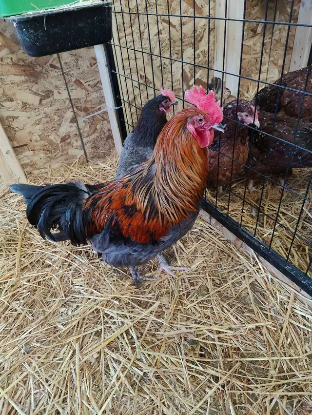 French blue copper maran chicks  in Livestock in Red Deer - Image 5