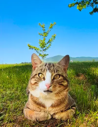 chat trouvé, View more