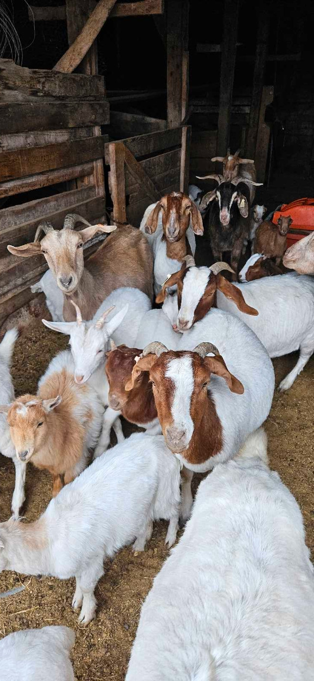 Boer cross goat kids in Livestock in Swift Current