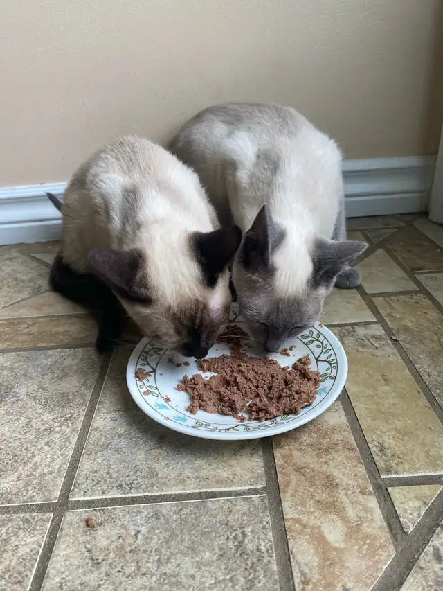 Purebred Siamese Kittens (M) - Ready to Go
