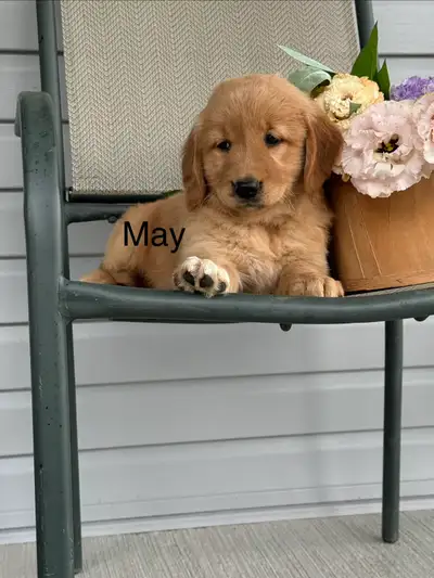 Golden Retriever Puppies, View more