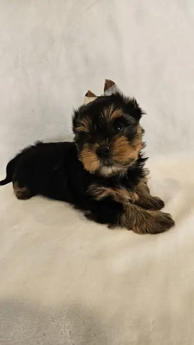 Last 2 yorkshire terrier puppies available, View more