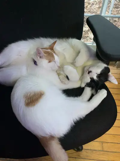 2 beautiful cats, View more