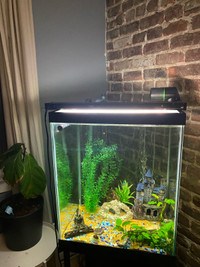 Large Aquarium Entire Set Up! Fish tank, stand, and more!!