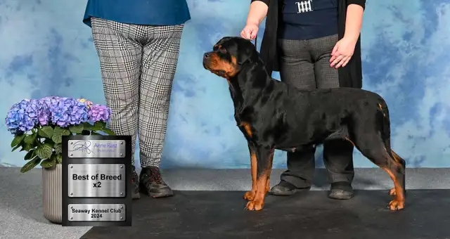 CKC Reg'd Rottweiler Puppies in Dogs & Puppies for Rehoming in Brantford - Image 6