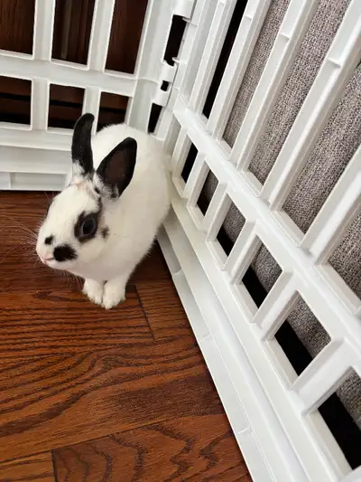 5 months old Dwarf bunny Female White with black ears Includes : Cage 1.25x60x40cm Food and Hay Wood...