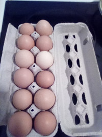 Farm Fresh Eggs $4 / dozen