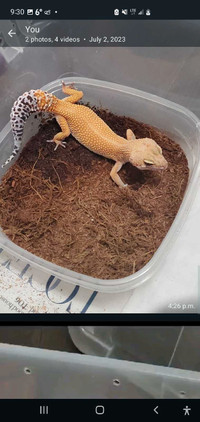 Gecko ready for breeding for sale