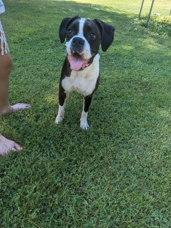 Adult female boxers Dogs & Puppies for Rehoming Belleville Kijiji