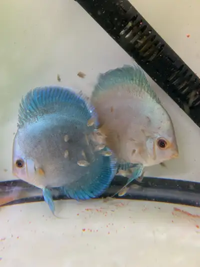 1” Sized Blue Diamond Discus, View more