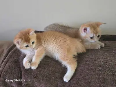 British shorthair kittens, View more