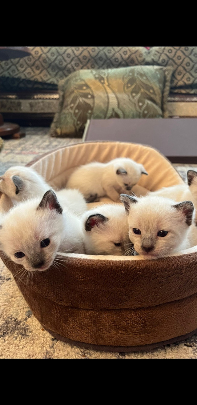 Siameses Kittens for sale in Cats & Kittens for Rehoming in City of Toronto - Image 3