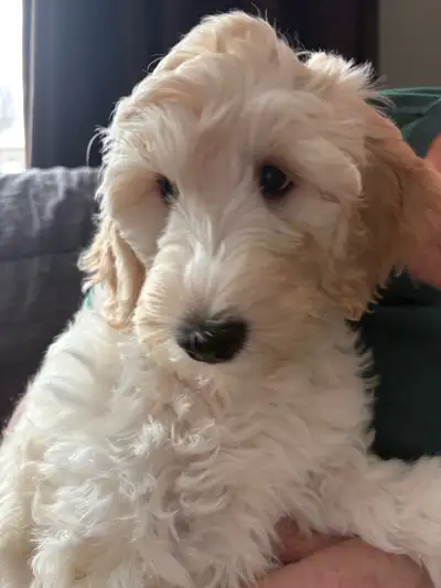 UPDATE: The hardest puppy days are now over. She is use to sleeping all night in her crate. She has...