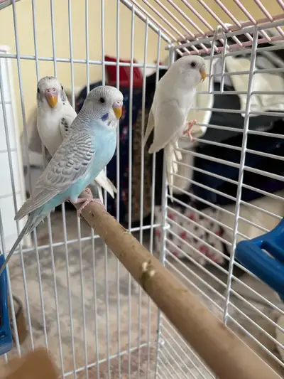 3 rare budgies, View more