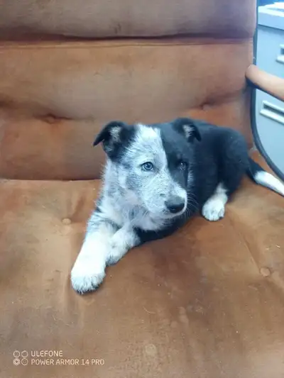 Hi , I have 1 female puppy available for sale . She was the first pick of my litter . I was going to...