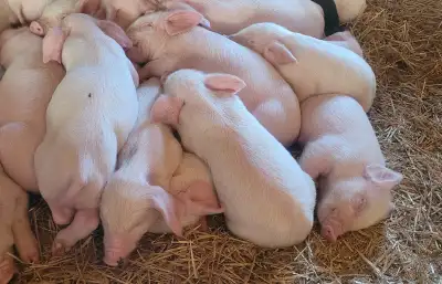 Heritage breed Weiner pigs, View more