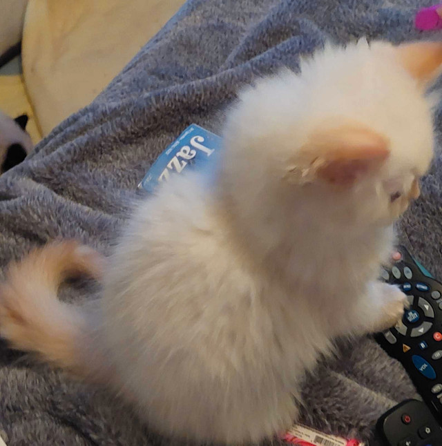 Chatons himalayens à vendre vacciner vermifuger dans Chats et chatons à adopter  à Trois-Rivières - Image 4