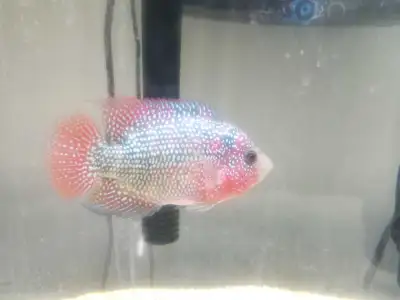 Kamfa Flowerhorn Cichlid, View more