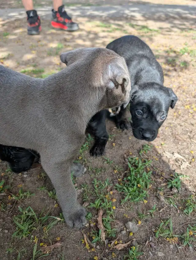 King Corso puppies in Dogs & Puppies for Rehoming in Ottawa - Image 7