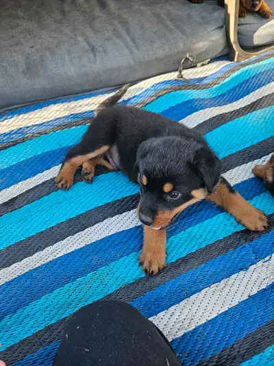 CHIC Rottweilers 1 girl remaining, View more