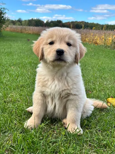 Golden retriever puppy - last girl, View more